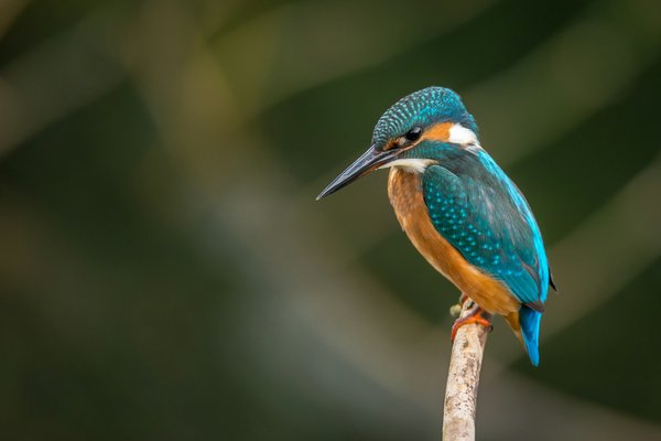 Quels sont les meilleurs spots pour l'observation des oiseaux dans les Everglades, Floride?